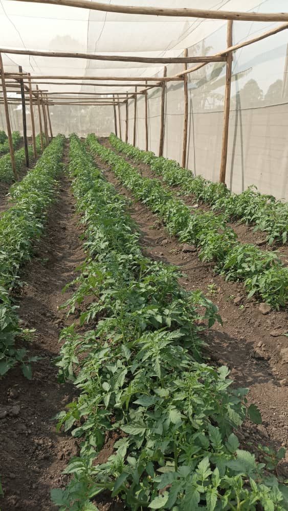 Crops growing in a Grace Life Foundation greenhouse